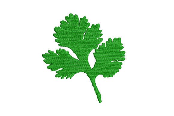 Coriander
